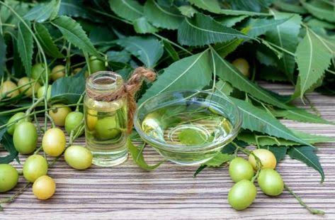 Neem Hair Oil